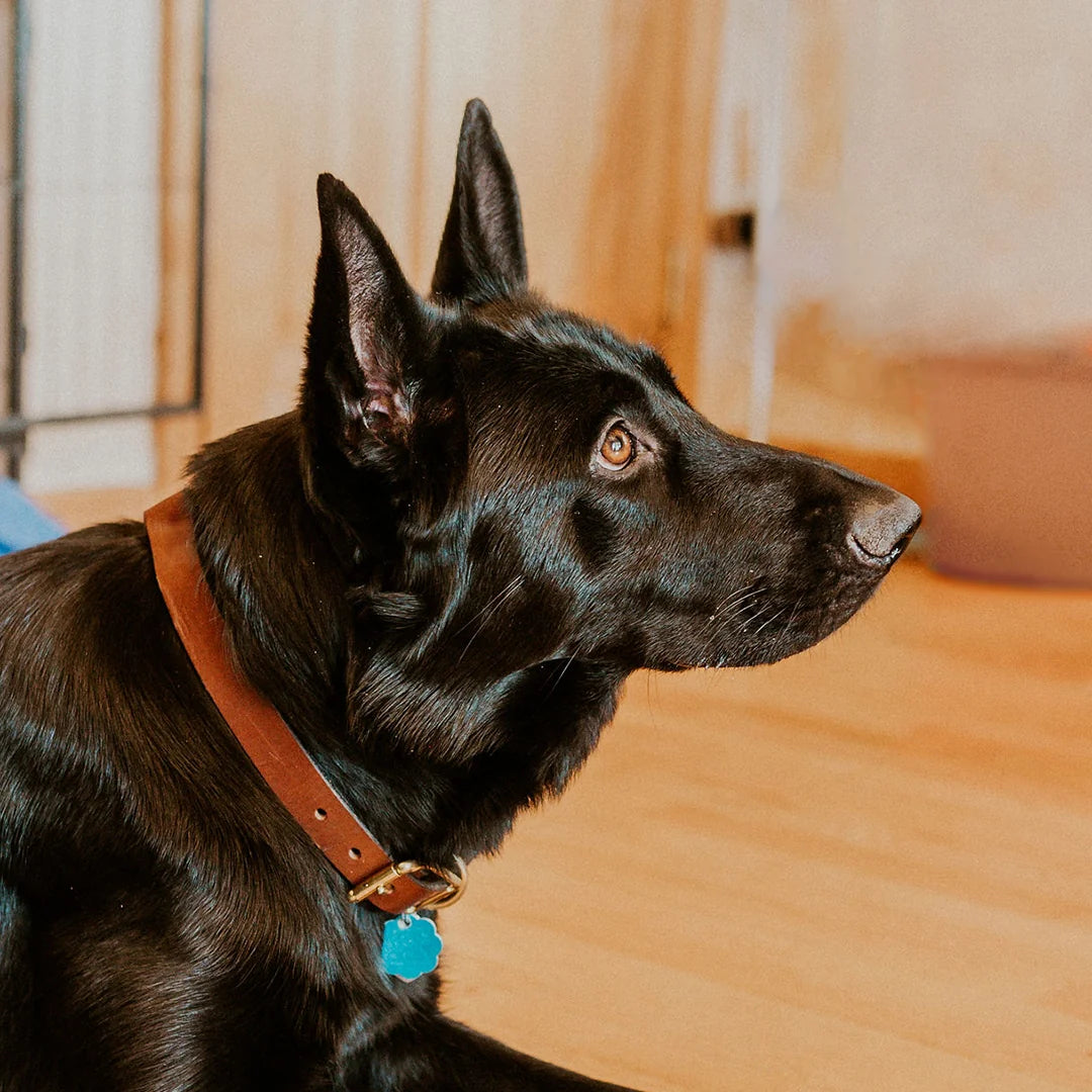DIY Guide: How to Clean and Condition Your Leather Dog Collar to Keep It in Top Shape