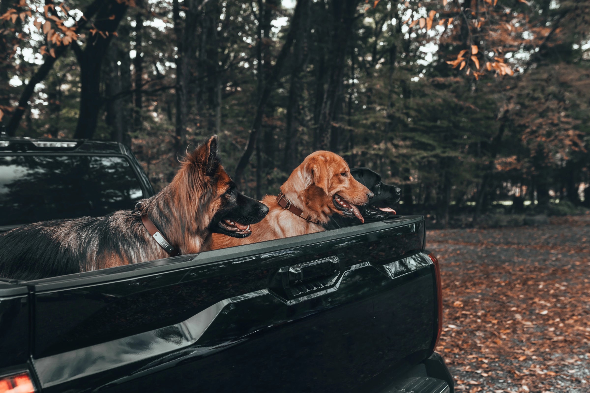 Dogs in pickup truck 