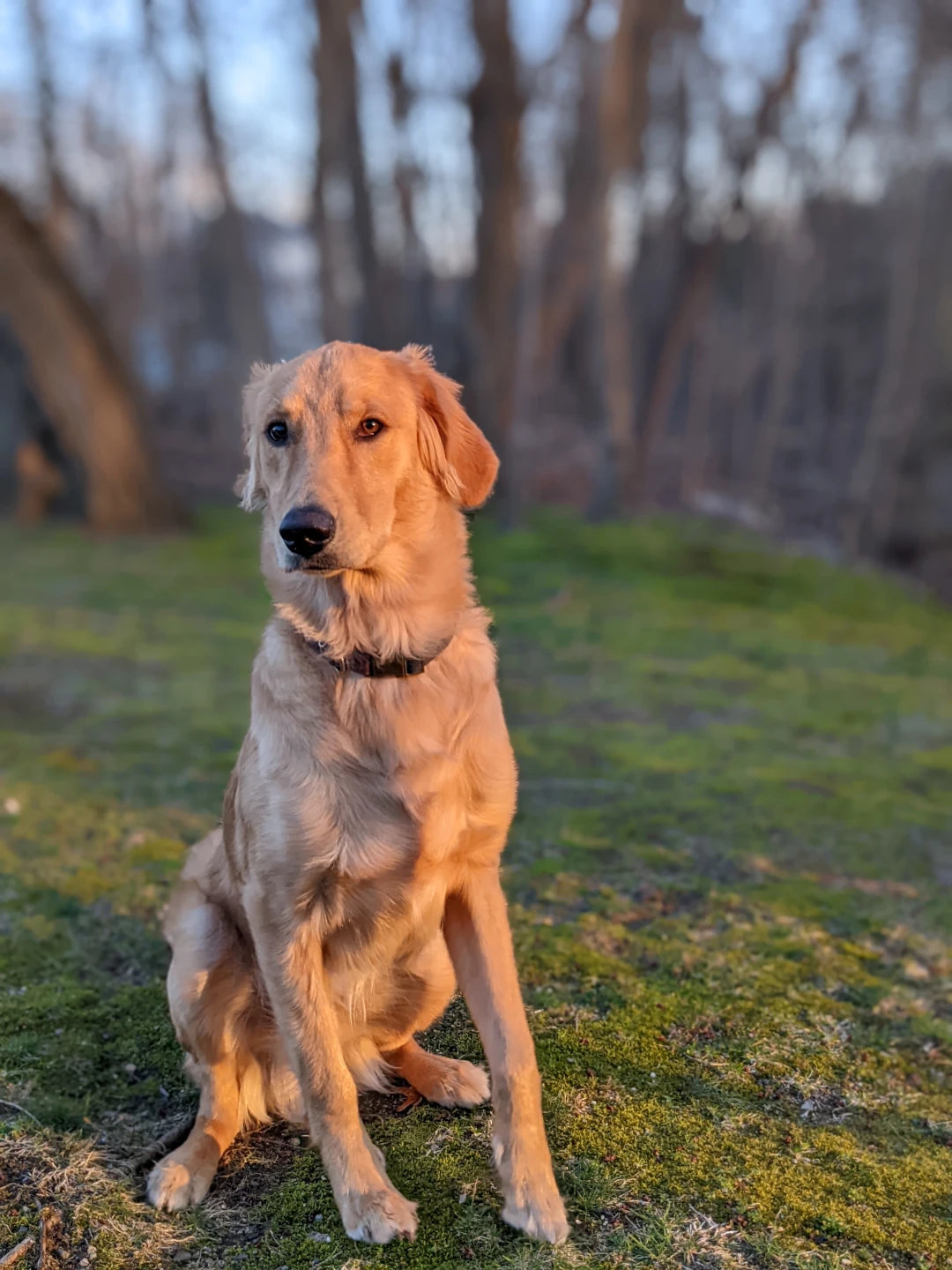 Golden Retriever Dog Levi