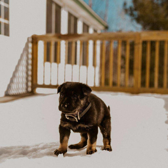 Puppy wearing dog collar