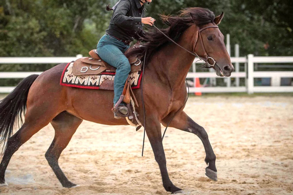Horse Reina