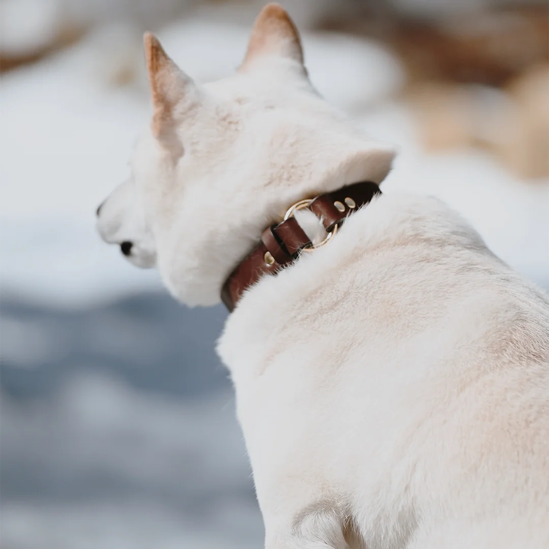 faqs about leather dog collars