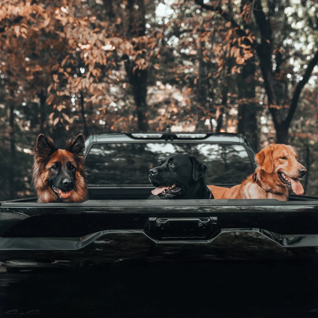 Dogs in Pick Up Truck - American Bench Craft