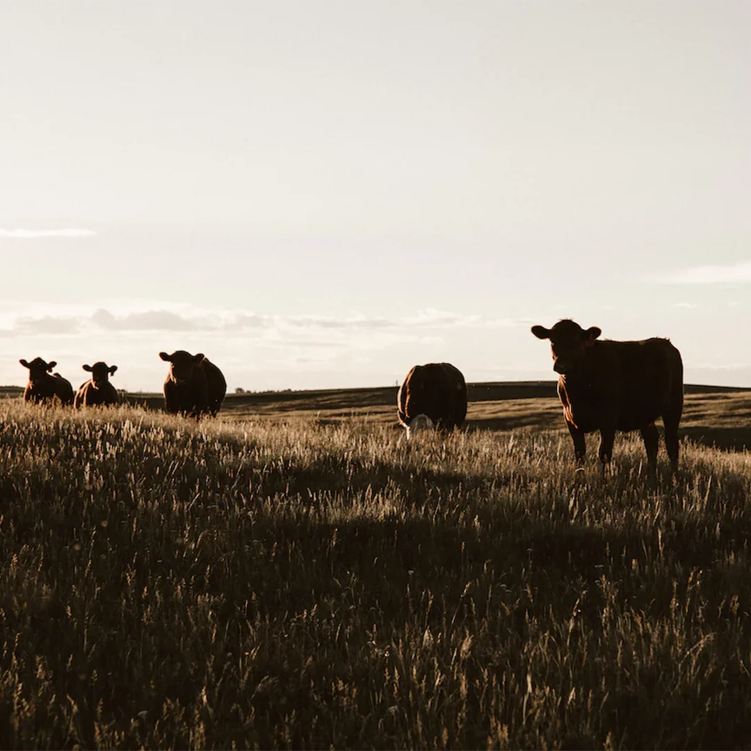 Cows in Field