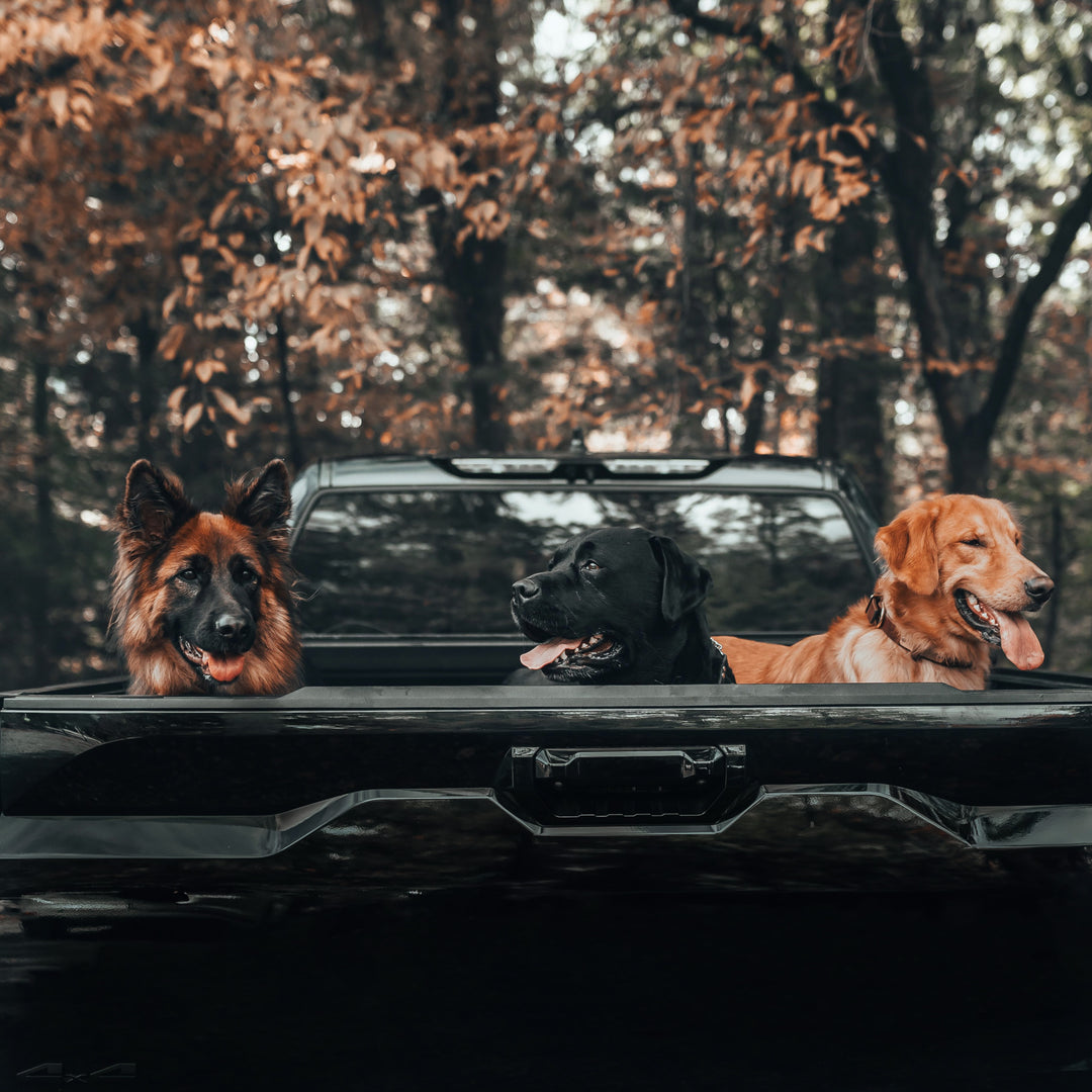 dogs in pickup truck - black truck