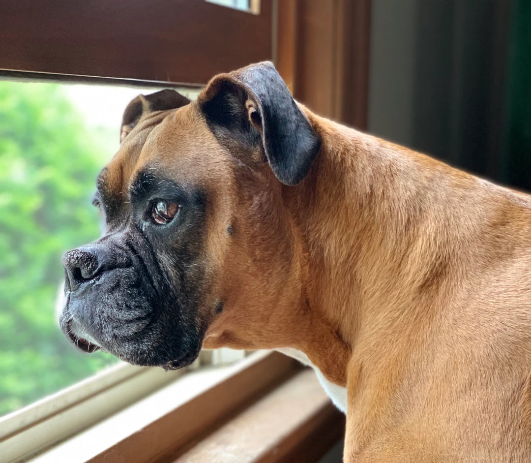 Boxer Dog Dyna