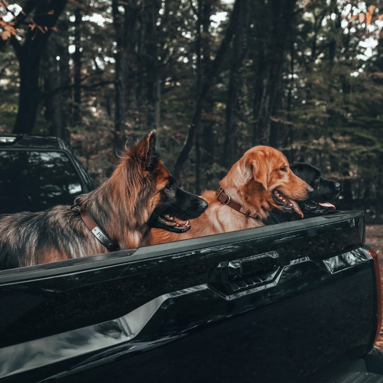 German Shepherd in pickup truck