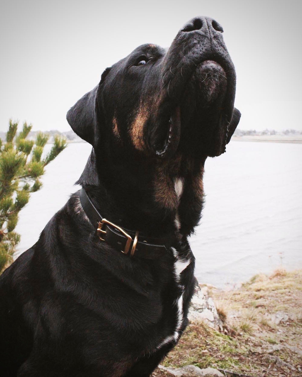 Large Breed Dog Wearing Collar