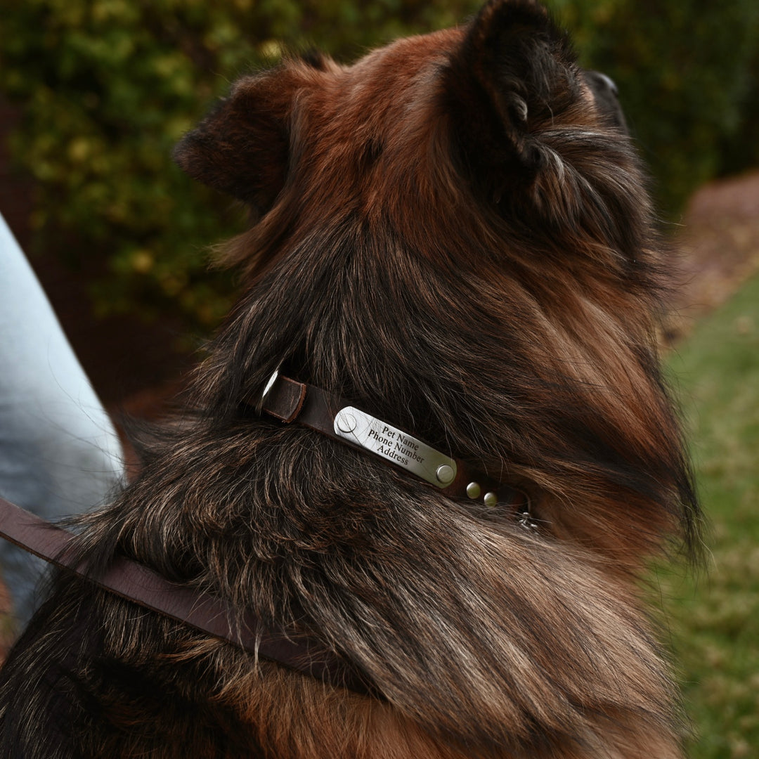 Personalized Martingale Dog Collar - Lifestyle 1