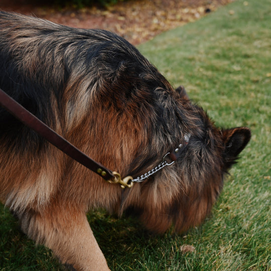Personalized Martingale Dog Collar - Lifestyle 2