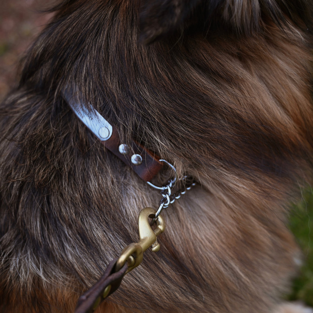 Personalized Martingale Dog Collar - Lifestyle 3