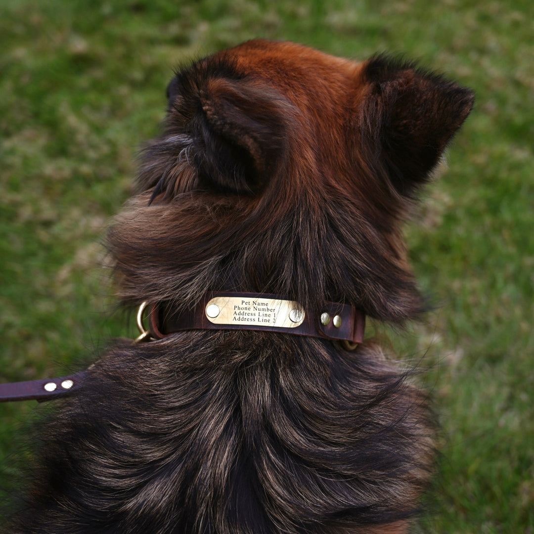 Personalized Hunting Dog Collar - German Shepherd - Lifestyle 2