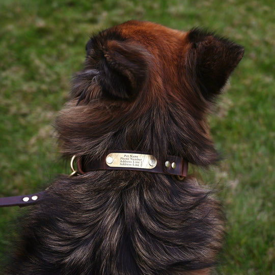 Personalized Hunting Dog Collar - German Shepherd - Lifestyle 2