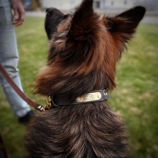 Personalized Hunting Dog Collar - German Shepherd - Lifestyle 1