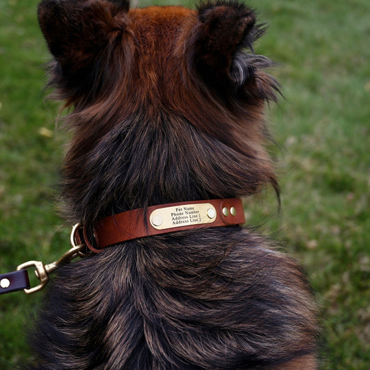 Personalized Hunting Dog Collar - German Shepherd - Lifestyle 4