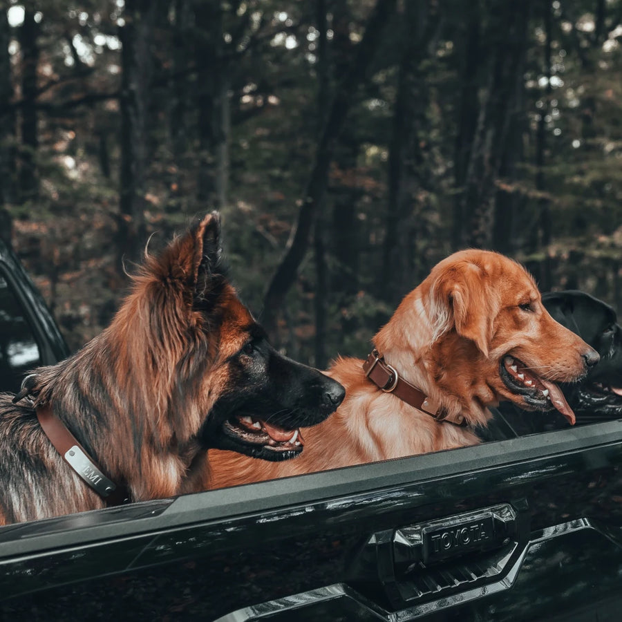 Custom hunting dog collars sale