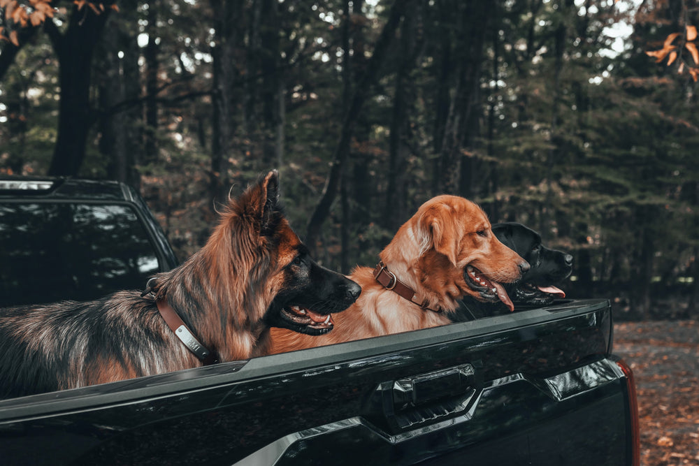 Dogs in pickup truck with personalized leather dog collars