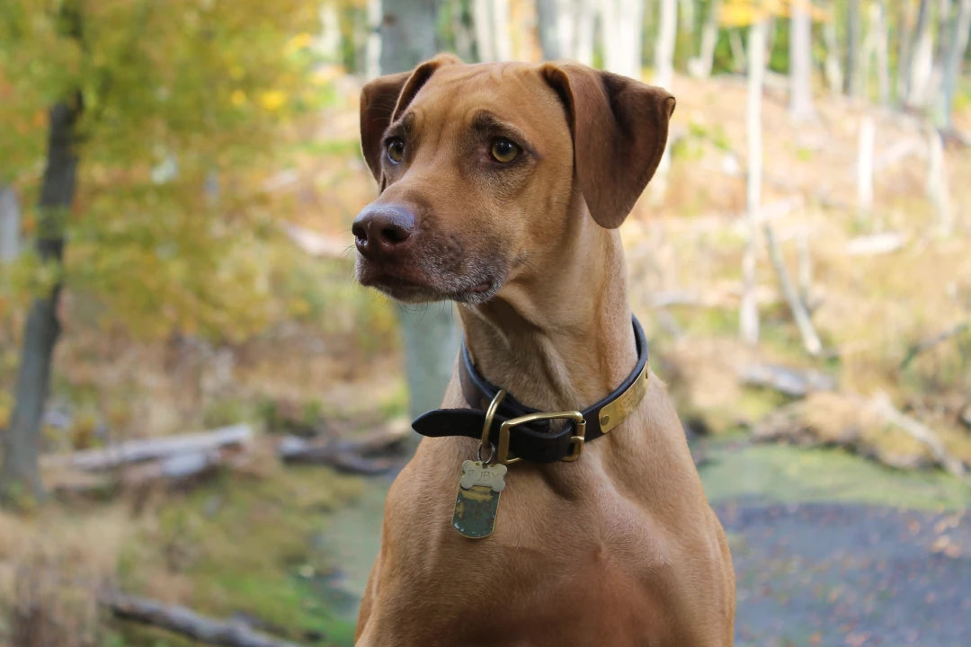 Rhodesian Ridgeback Dog Ruby