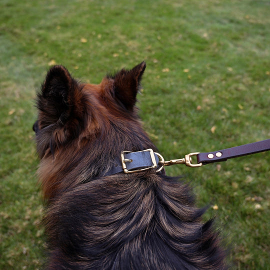 Standard Dog Collar - German Shepherd