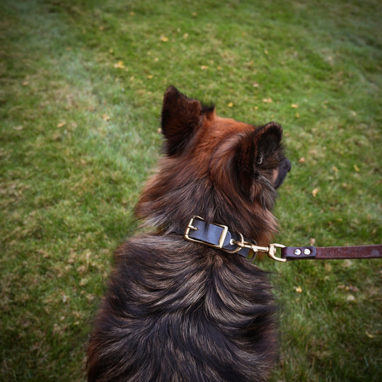 Standard Dog Collar - German Shepherd 2