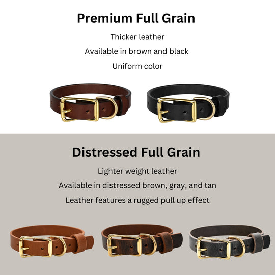 Standard Dog Collar Infograph