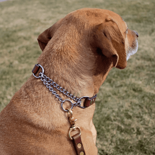 Martingale Dog Collar--American Bench Craft-ABC-PP-MART-BR