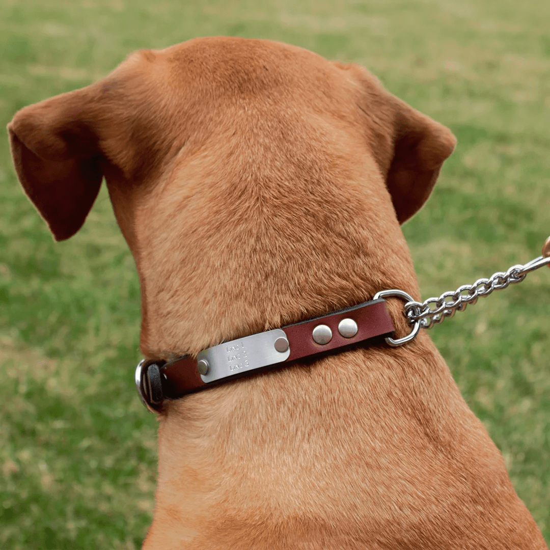 Personalized Martingale Dog Collar--American Bench Craft-ABC-PP-MART-PER-BR