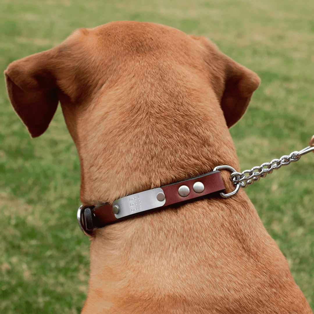 Personalized dog collar and leash deals